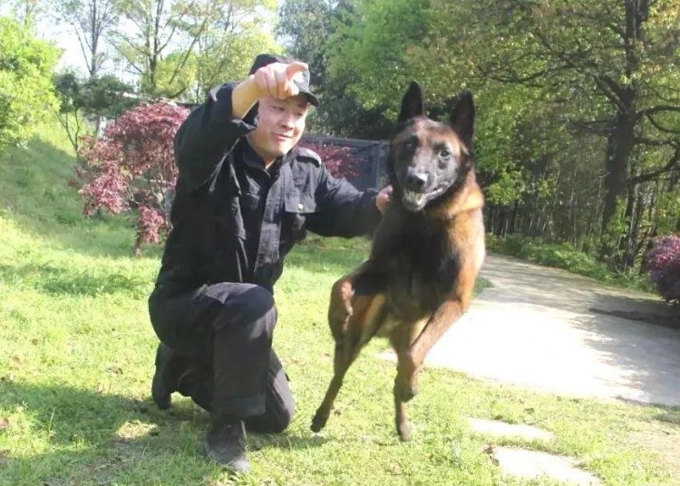 马犬为什么能取代德国牧羊犬成为警犬中的主流