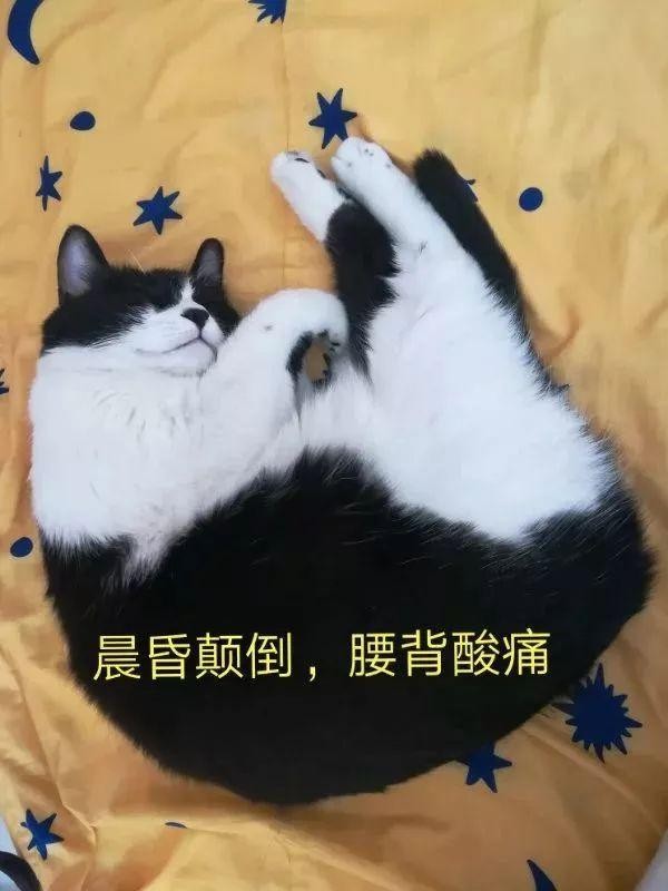 我宅在家里每天只能跟猫大战300回合