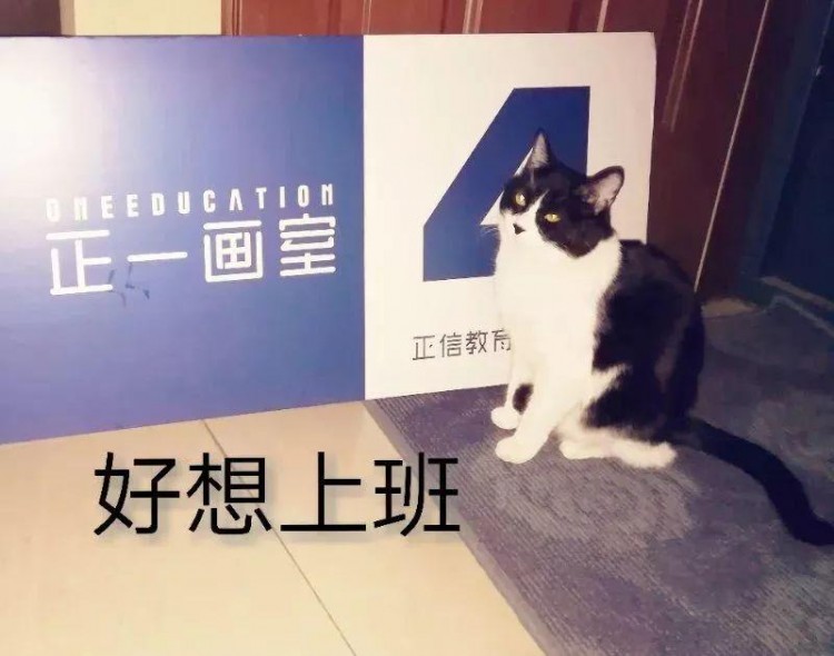 我宅在家里每天只能跟猫大战300回合