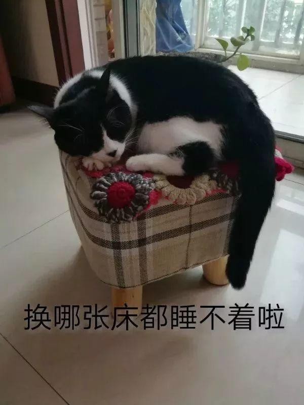 我宅在家里每天只能跟猫大战300回合