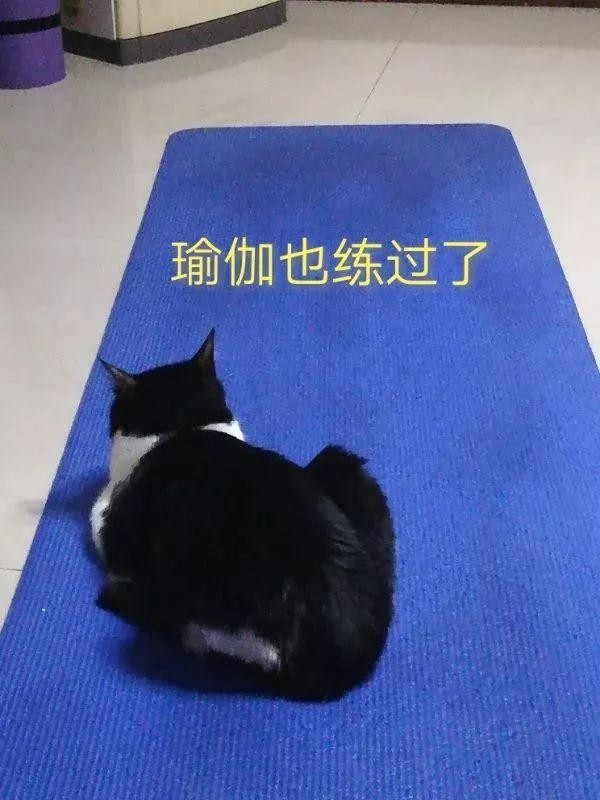 我宅在家里每天只能跟猫大战300回合