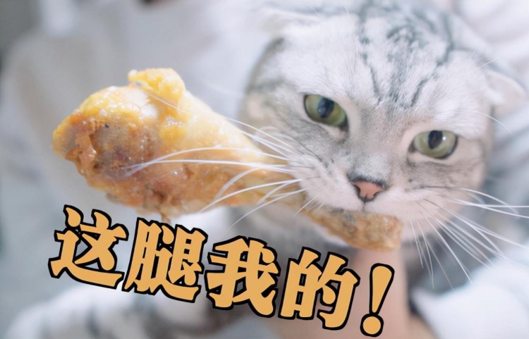 宠物猫掉毛严重怎么办