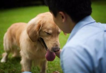 狗狗从来不会道歉它的这6个认错方式主人忽略了而已