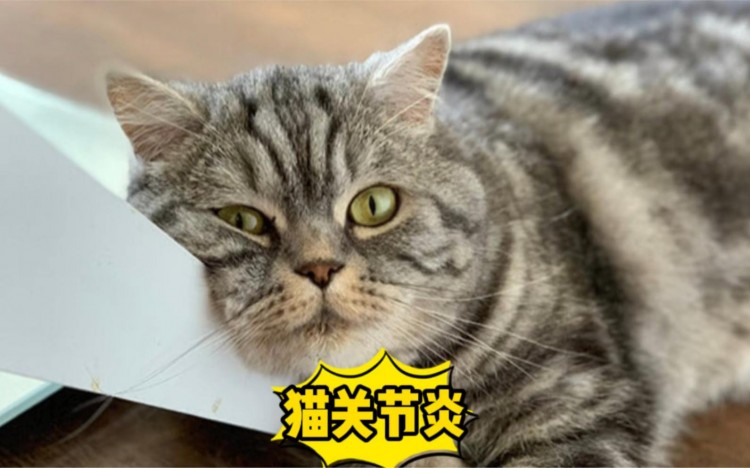 猫咪缺钙吃什么补钙最快这7种食物很适合吃！