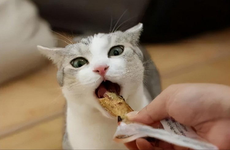 猫咪缺钙吃什么补钙最快这7种食物很适合吃！