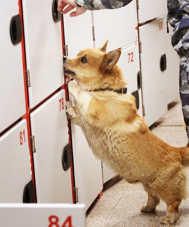 俄罗斯最牛的柯基警犬！别嘲笑小短腿你不知道它有多厉害