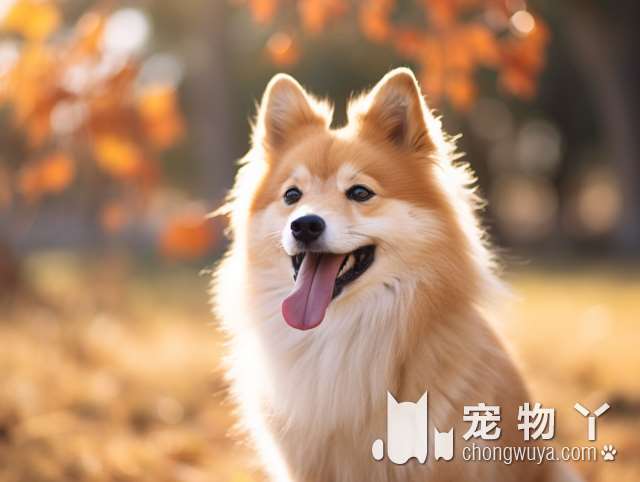 上海PAW.DAY宠物旗舰店有哪些进口品牌的宠物用品?